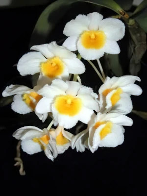 Bild von Dendrobium farmeri 3